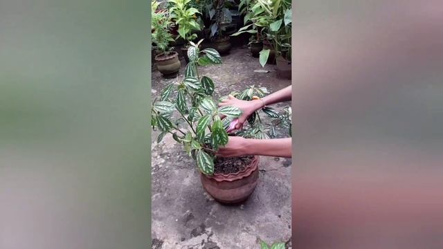 Aluminium plant/ Pilea Cadierei plant смотреть онлайн