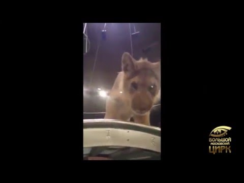 PERISCOPE МАРТ смотреть онлайн