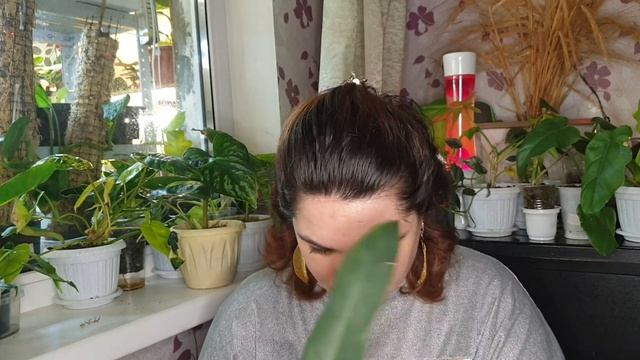Моя коллекция филодендронов смотреть онлайн