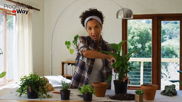 От ВАРИКОЗА можно избавиться за 5 минут с помощью Денежного Дерева... ТОЛСТЯНКА от Варикоза! смотреть онлайн