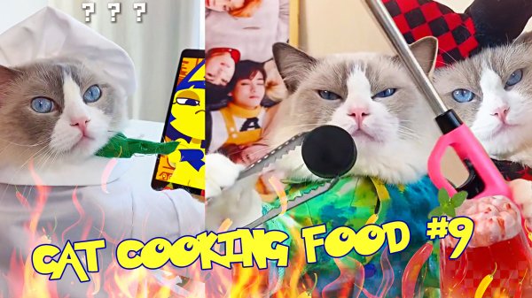 Кот готовит еду #9 (funny cat cooking actions) Рецепты от кота