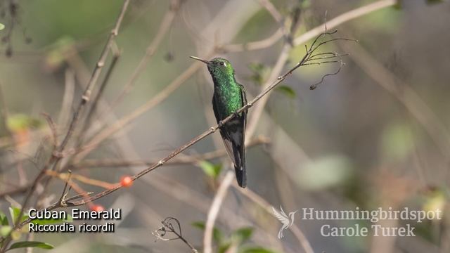 The Smallest Hummingbird's Rival is Twice the Size смотреть онлайн