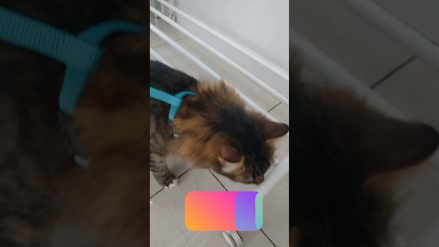 Кот Арсений пришёл на чипирование. #shorts