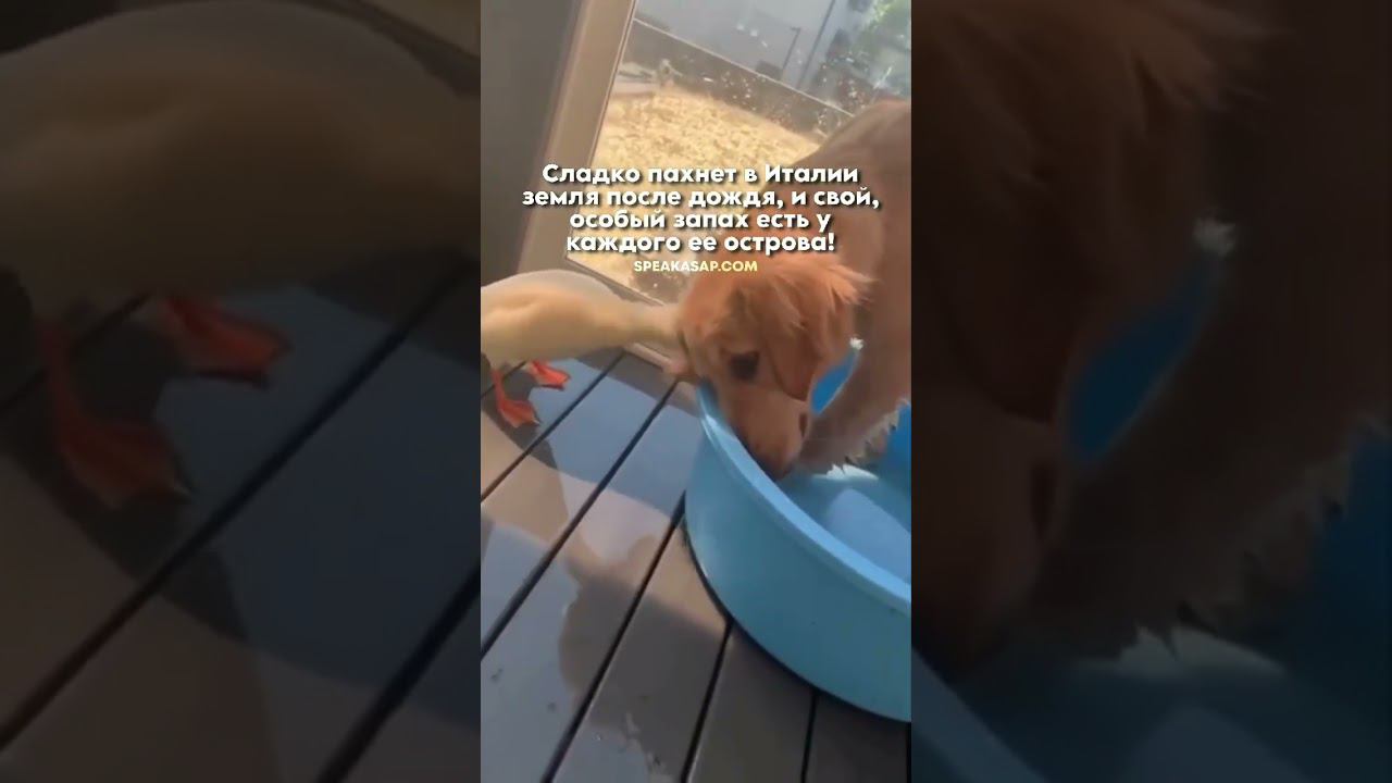 Запах Италии смотреть онлайн