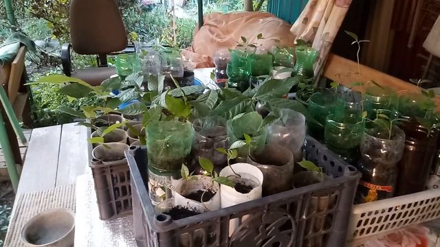 Саженцы азимины смотреть онлайн