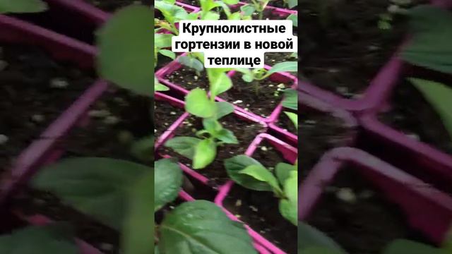 Крупнолистные гортензии в теплице. смотреть онлайн