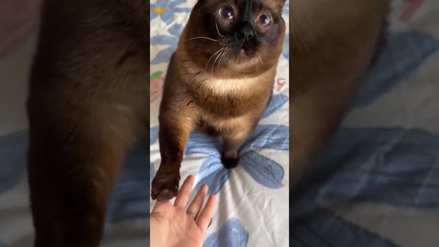 Булочка смотреть онлайн