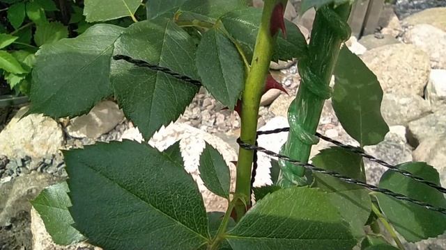 Роза из коробки. Передержка, уход, цветение. смотреть онлайн