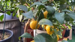 Тем временем в «домике для цитрусов»