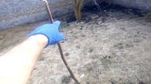 ОБРЕЗКА ГРЕЦКОГО ОРЕХА. Формировка ореха , второй год после посадки