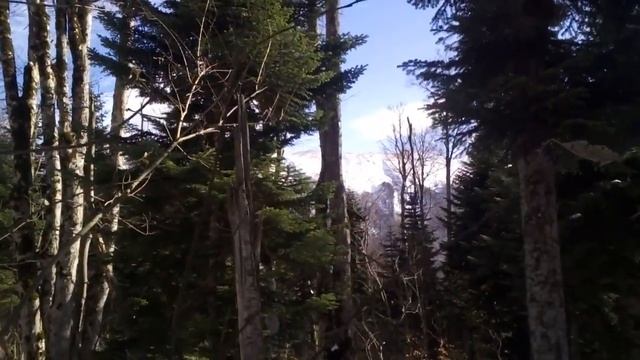 Плато Черногор 04-05.11.16 - 01 Деревья смотреть онлайн