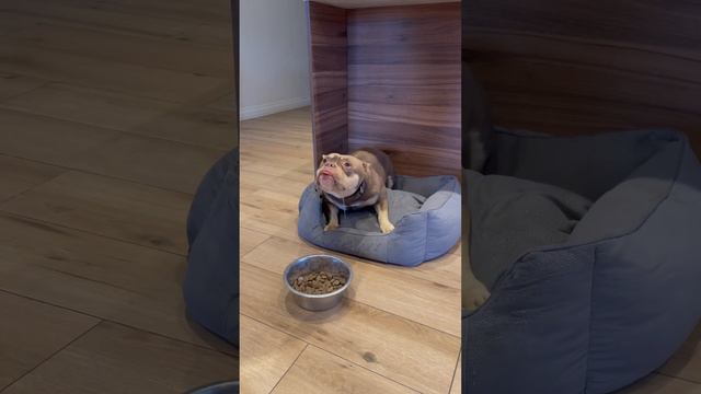 Злые заводчики не кормят собак!!! Животные истекают слюнями 😭 смотреть онлайн