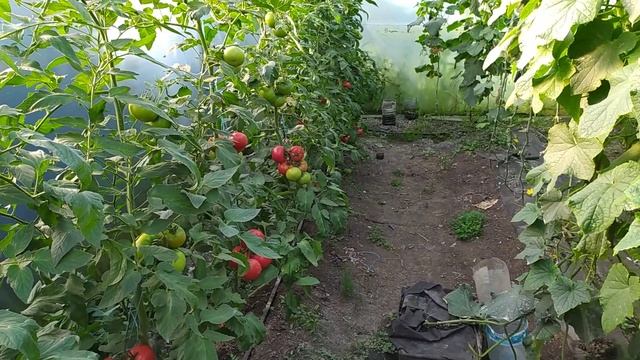 МОЖНО ЛИ ВЫРАЩИВАТЬ ПОМИДОР И ОГУРЕЦ В ОДНОЙ ТЕПЛИЦЕ?ОТВЕЧАЮ НА ВОПРОС! смотреть онлайн