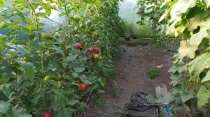 МОЖНО ЛИ ВЫРАЩИВАТЬ ПОМИДОР И ОГУРЕЦ В ОДНОЙ ТЕПЛИЦЕ?ОТВЕЧАЮ НА ВОПРОС!