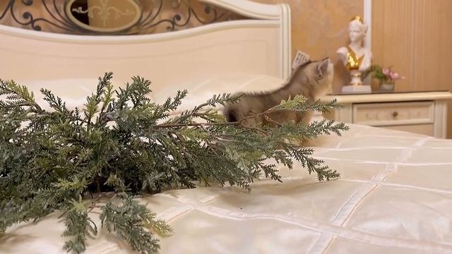 Шотландский плюшевый котик Скоттиш страйт смотреть онлайн