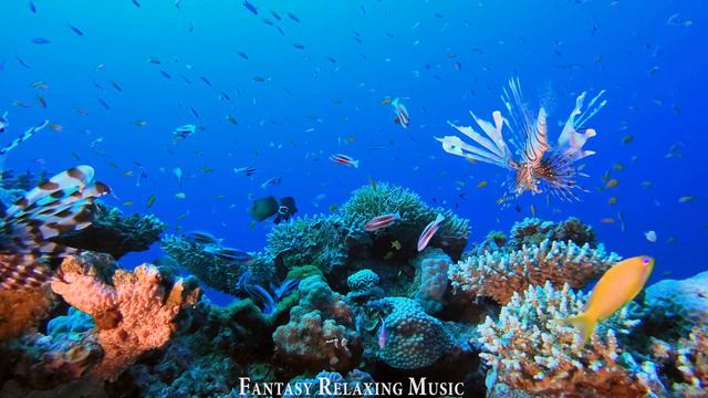 The Best 4K Aquarium - Picture Of Underwater Colorful Fish & Sleep Relaxing Meditation Music смотреть онлайн