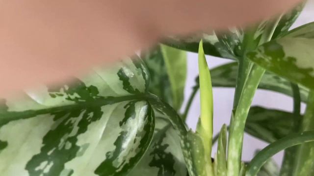 Рум тур. Обзор комнатных растений в интерьере￼ смотреть онлайн