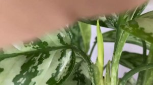 Рум тур. Обзор комнатных растений в интерьере￼