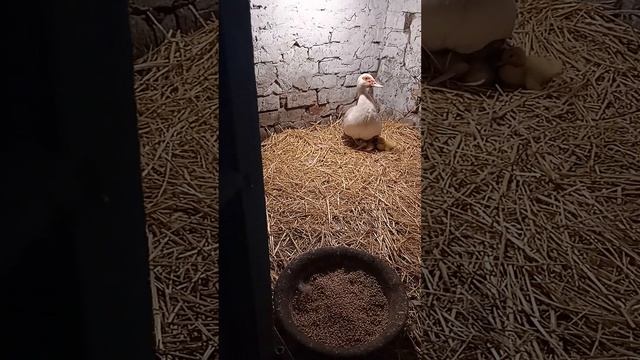 у белой уточки уже есть 7 утят смотреть онлайн