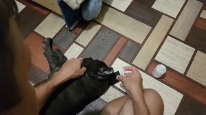 Обрабатываем ушки после купирования