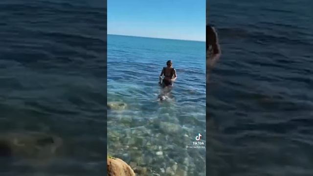 шок, енот плавает смотреть онлайн