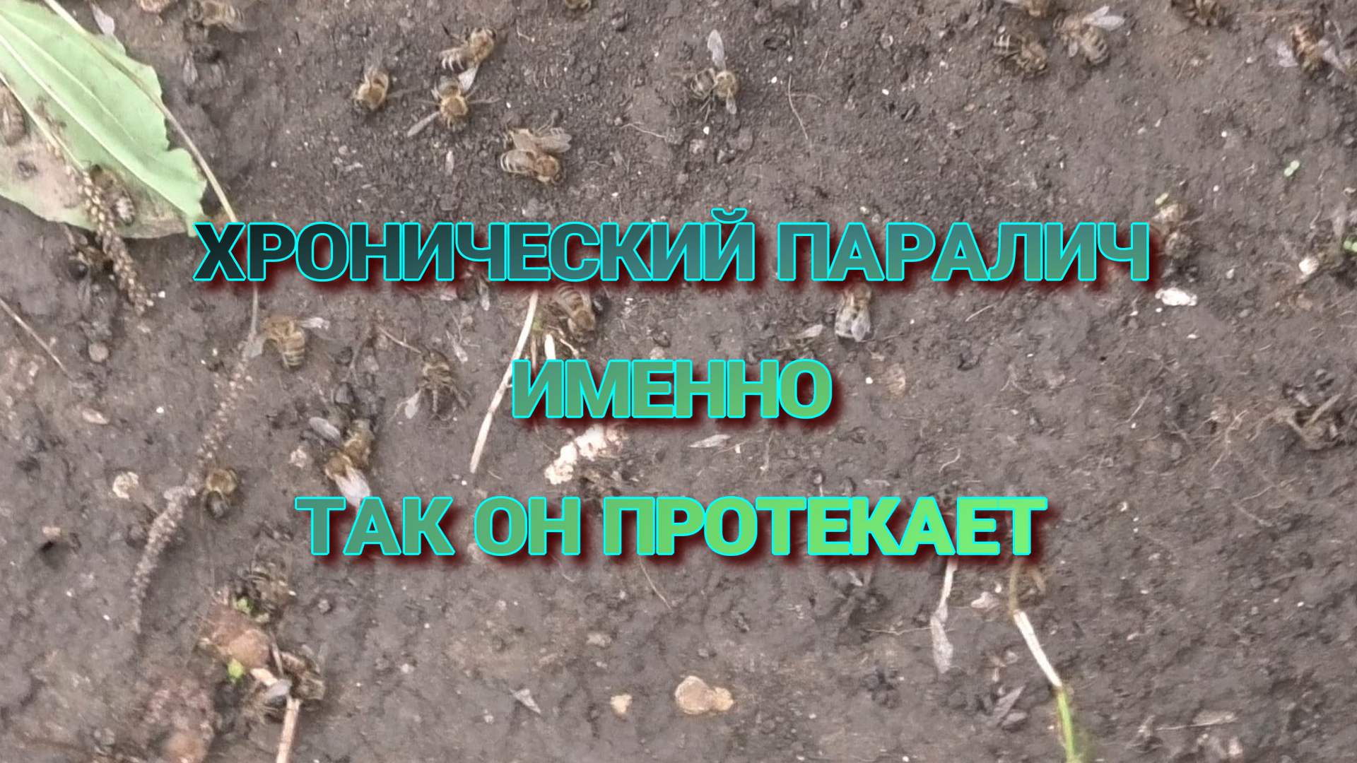 КОНТРОЛЬ СЕМЬИ,ОСЫПЬ ПРОДОЛЖАЕТСЯ смотреть онлайн