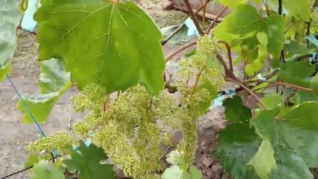 Селекционные сорта винограда Дожди в разгар цветения. 13 июня 2021 . Виноградник Щереденкова В. А. смотреть онлайн