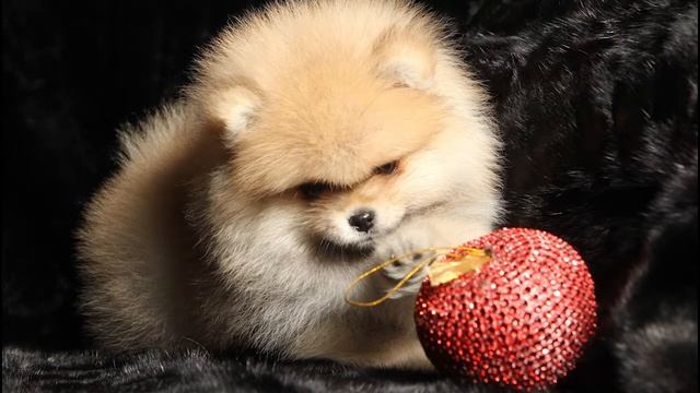 Фото шпица / рабочии моменты смотреть онлайн