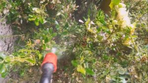 Самшитовая огневка, как бороться с самшитовой огневкой, чем обработать самшит