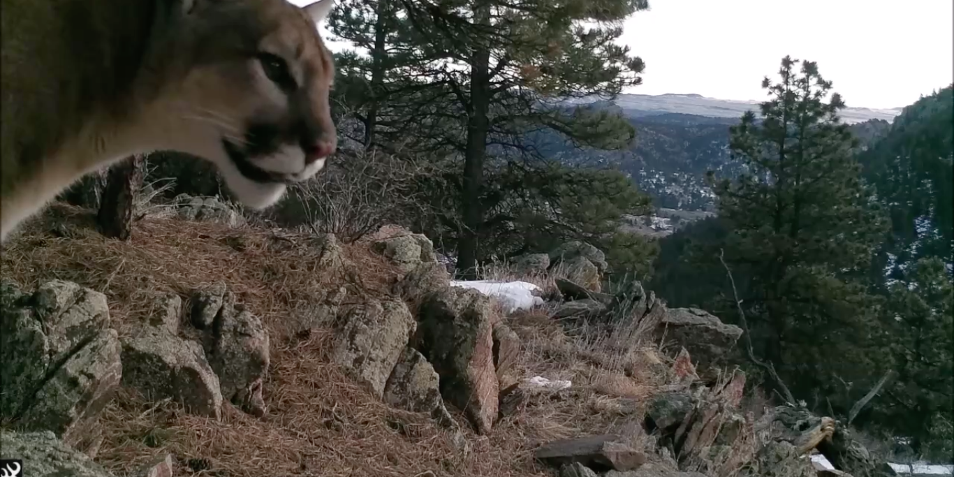 Зов горного льва (кугуара) смотреть онлайн