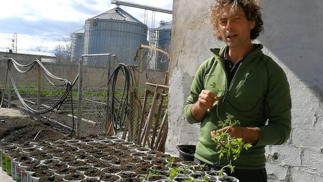 Домат, пикиране. смотреть онлайн