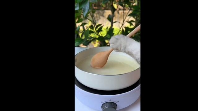 【Chef Cat ChangAn】? NEW Wonderful Compilation Of  2 Weeks !   #CatCookingFood #FunnyCatVideos