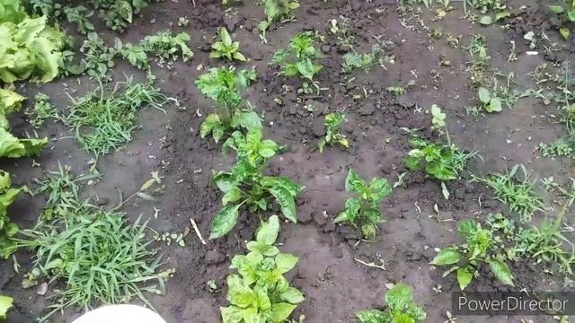 Я Избавилась От ТЛИ Без Химии\СУПЕР Средство/Эффективный Способ/Почему Скручиваются Листья у Перца смотреть онлайн