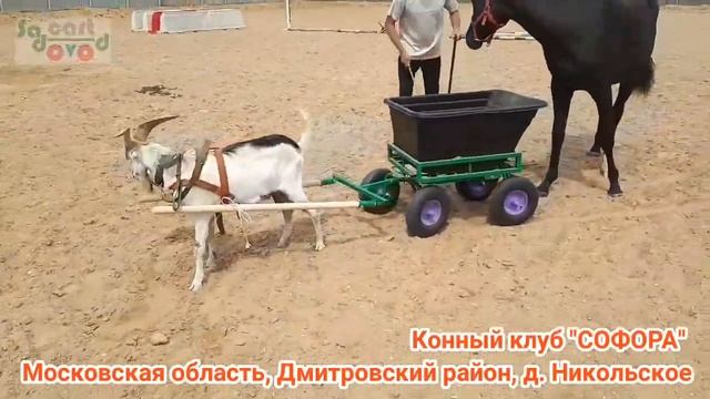 Четырехколесная тележка откидная SADOVODCART в конном клубе СОФОРА. Тележка для конюшни. смотреть онлайн