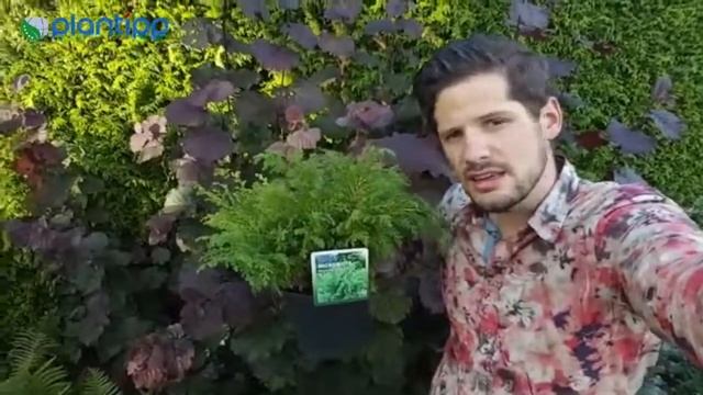 Plantipp Presents Microbiota Decussata LUCAS