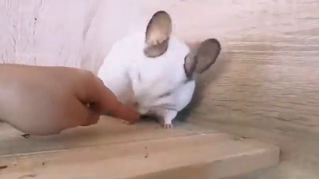 Шиншилла Шуля, недотрога. смотреть онлайн