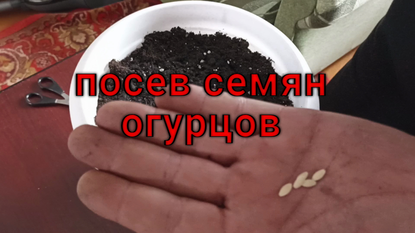 Посев огурцов на подоконник.