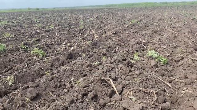 Дискую поле под посев сои трактором МТЗ-82 смотреть онлайн