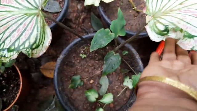 100+caladium collection in my Garden/All India online sale/എന്റെ കലേഡിയം ചെടികൾ /sinukg смотреть онлайн