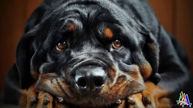 Сумасшедшей старухе стали мешать собаки во дворе. Нашу она отправила первой, а потом… смотреть онлайн