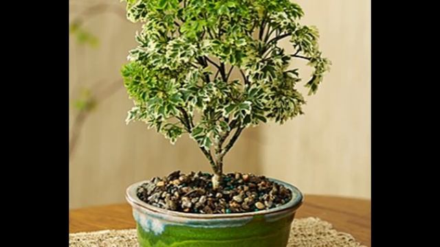 Ming Aralia (Polyscias fruticosa 'Snowflake') смотреть онлайн