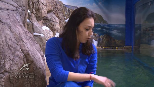 Байкальские нерпы