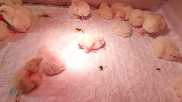 Бройлер Кобб 500 или Росс 308? Как определить в суточном возрасте. Кобб или Росс лучше для меня? смотреть онлайн