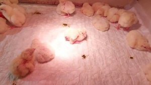 Бройлер Кобб 500 или Росс 308? Как определить в суточном возрасте. Кобб или Росс лучше для меня?