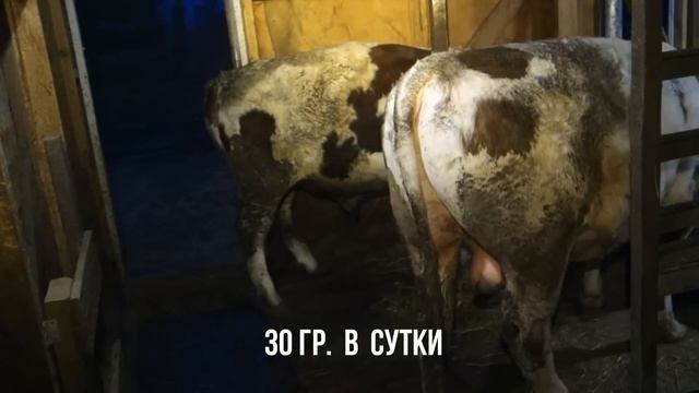 Карбамид в рационе бычков. смотреть онлайн