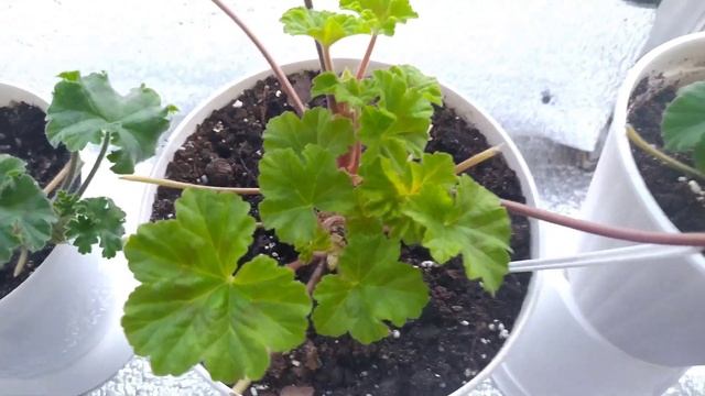 #паутинный_клещ_на_пеларгониях, #борьба_с_паутинным_клещом, #пеларгонии, #паутинный_клещ