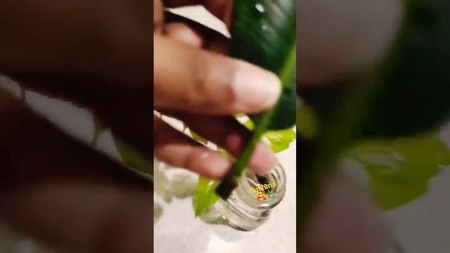 wow 🥰🌿my hibiscus plant and rubber leaf growing in the water смотреть онлайн