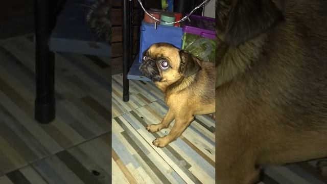 Гарик прячется от закапывания в уши капель смотреть онлайн