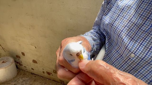 How to catch a bird/budgie in an aviary with a net, without harm to bird or you. Parakeet, finch et смотреть онлайн