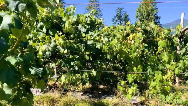 Grapes Day (Mission-B.C., Canada) - Summer fun in B.C., Canada смотреть онлайн